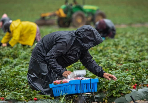 Tyle płacą za zbiory truskawek. Polskie plantacje kuszą Ukraińców