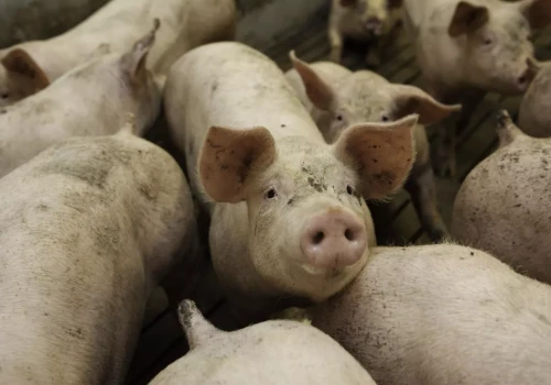 Tuczniki poniżej opłacalności. Tyle dziś płacą ubojnie