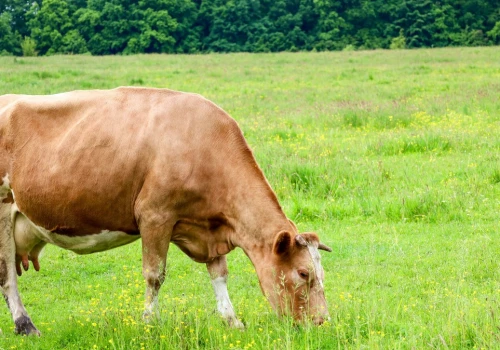 UE wstrzymuje import mięsa z Brazylii. Obawy m.in. o antybiotyki