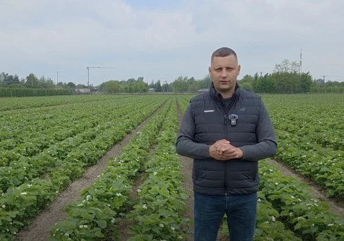 Komunikat jagodowy: kluczowy moment ochrony truskawek przed szarą pleśnią