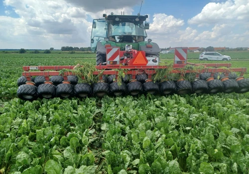 Burak cukrowy pod presją chwastów. Ile kosztuje mechaniczne odchwaszczanie plantacji?