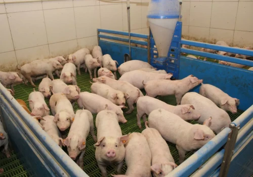 Niepokojące sygnały z gospodarstw. Bakterie coraz częściej wygrywają z lekami
