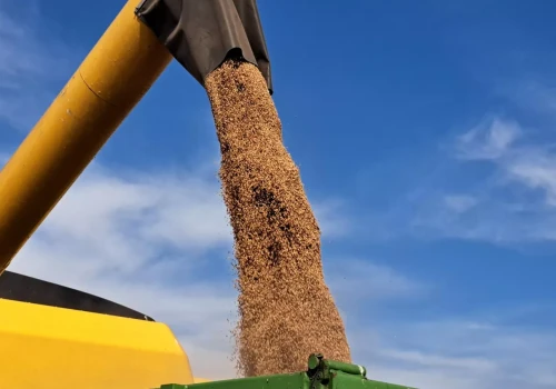 Rolnicy chcą wzmocnić pozycję polskiej pszenicy. QGP dla ziarna zbóż