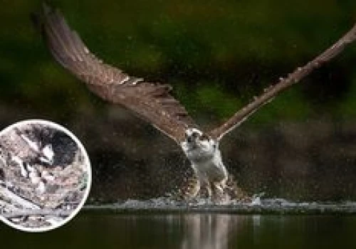 Małe wielkie wydarzenie w Nadleśnictwie Lipka. Wykluł się pisklak rybołowa
