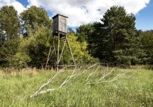 Rzeź dzików. Zmarnowano 626 milionów złotych?