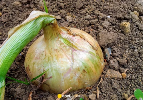 Domowy nawóz do cebuli. Prosty sposób na zdrowe i bujne plony