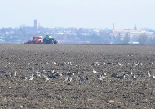 Spustoszone uprawy. Rolnicy usłyszeli od rządu: „Radźcie sobie sami”