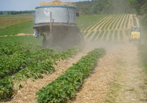 Ścielenie truskawek słomą. Kluczowy moment sezonu na plantacjach