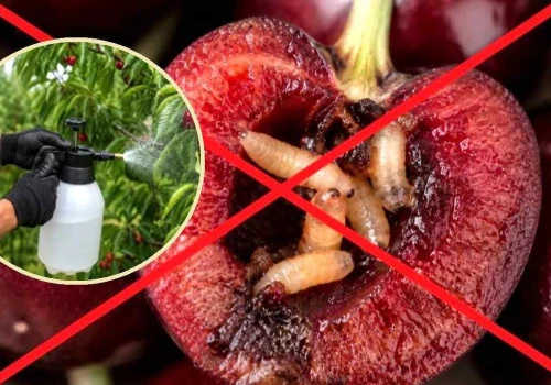 Spryskaj tym czereśnie w maju, póki nie jest za późno. Robaki nie wejdą do owoców