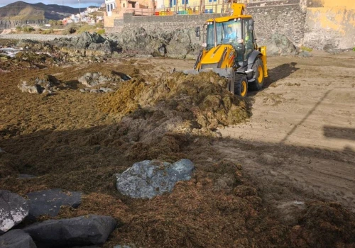 Pięć ton glonów usuniętych z plaż w Las Palmas de Gran Canaria