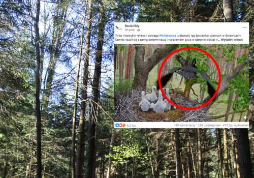 Pokazali poruszające nagranie z bocianiego gniazda. 