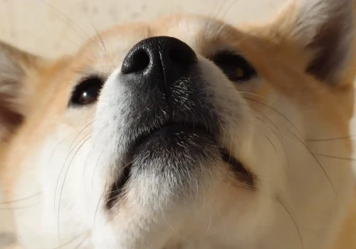 Czy Shiba Inu znajduje się przed kolejną hossą? Oto analiza