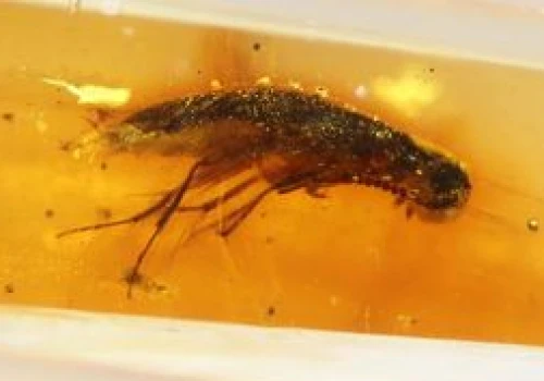 Bursztyn z epoki dinozaurów. Skrywał życie z prastarych lasów Gondwany