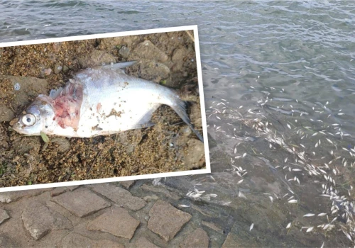 Śnięte ryby w Jeziorze Otmuchowskim. Ruszyła akcja sprzątania, potrzebna pomoc