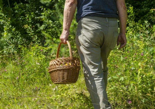 W lasach pojawiły się już koźlarze. Tu znajdziesz ich najwięcej