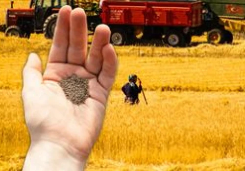 Nasiona pod ścisłą kontrolą. Rozdać można, sprzedaż zakazana