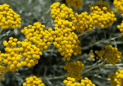 Immortelle w pielęgnacji skóry – właściwości, zastosowanie i kosmetyczny fenomen kocanek włoskich 