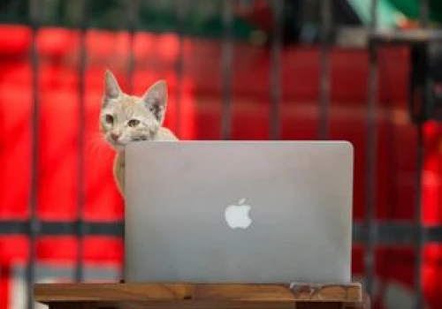 Kot kocha twojego laptopa? Ta aplikacja sprawi, że w nim nie namiesza