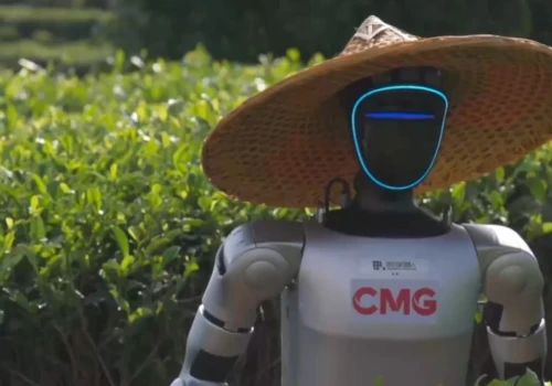 Humanoidalne roboty trafiają na plantacje herbaty