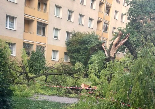Ochota: drzewo runęło na dziedzińcu przed blokami. Mogło dojść do tragedii
