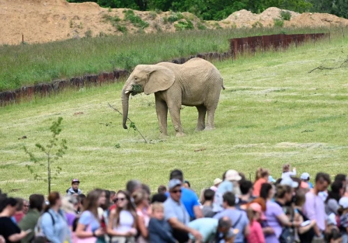 Dramat na oczach odwiedzających w zoo. Słoń zabił słonicę. 