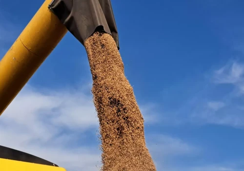Świat zużyje więcej pszenicy, niż wyprodukuje. USDA tnie prognozy zbiorów