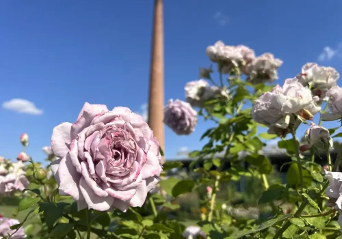 Medolandia – kraina miodu i róż