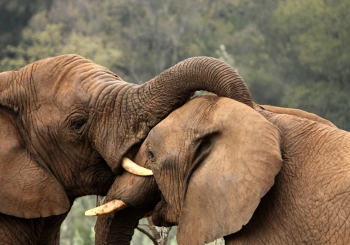 Dramat w zoo w Czechach. Słoń zabił partnerkę. Zoolodzy nie mogą uwierzyć
