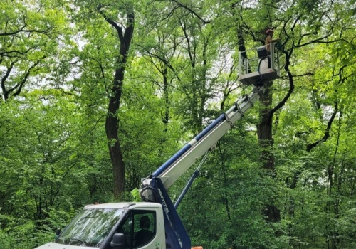 Zbierają nasiona z drzew, które przetrwały chorobę. Tak ratowane są wiązy w Krakowie (Galeria)