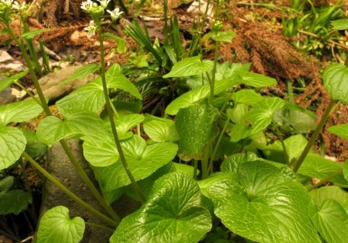 Farma wasabi pod Radomiem. Polska uprawa japońskiego chrzanu