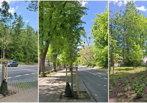 W Sopocie posadzono 26 nowych drzew. „Zieleń miejska odgrywa dziś niezwykle ważną rolę”