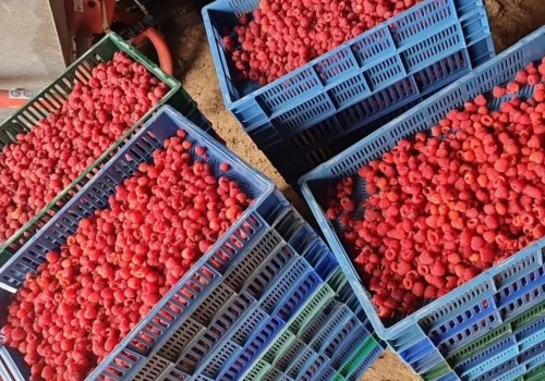 Minimalne ceny skupu owoców – dobry żart tymfa wart
