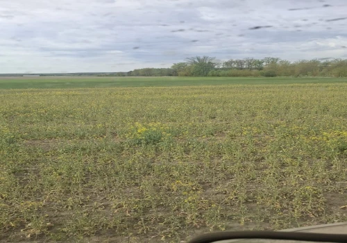 Rolnicy zaorują rzepak. Raport IUNG mówi, że suszy nie ma
