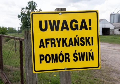 Nowe gminy w czerwonej strefie ASF. Hodowcy świń muszą uważać