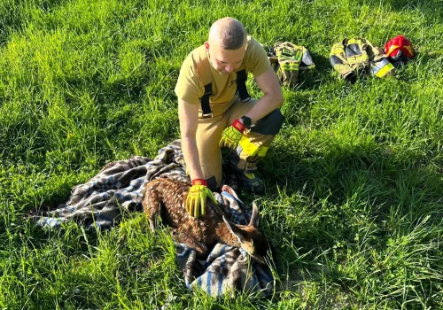 Bohaterska akcja strażaków w Bieszczadach. Wyczerpana sarna uratowana ze zbiornika na Gromadzyniu