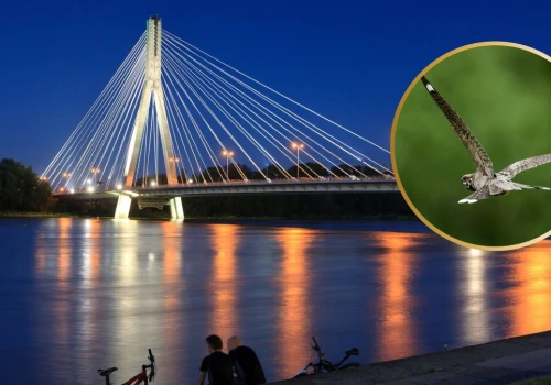 Tajemnicze zwierzęta latają nocą po Warszawie. Co się dzieje?