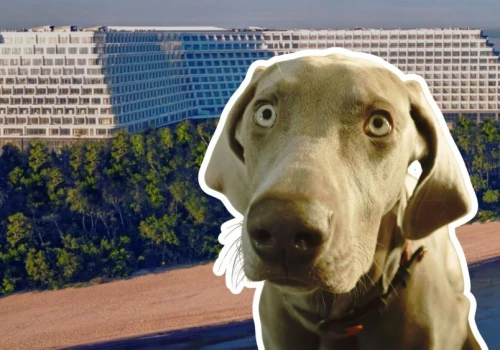 Do tego hotelu taniej wziąć męża, niż psa. Cennik Gołębiewskiego w Pobierowie zadziwia