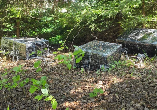 Balony z białoruską kontrabandą. Wśród zatrzymanych policjanci i strażnicy graniczni