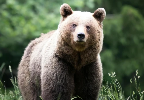 Trwa akcja odławiania niedźwiedzi po ataku na Podkarpaciu. Zwierzęta pojawiały się przy zabudowaniach