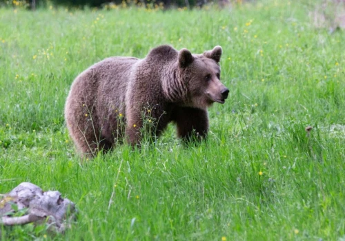 Akcja w Bieszczadach, odławiają niedźwiedzie. Ekspertka wskazuje wprost