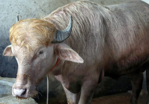 Zoo zamiast rzezi – albinos-bawół o imieniu „Donald Trump” uratowany