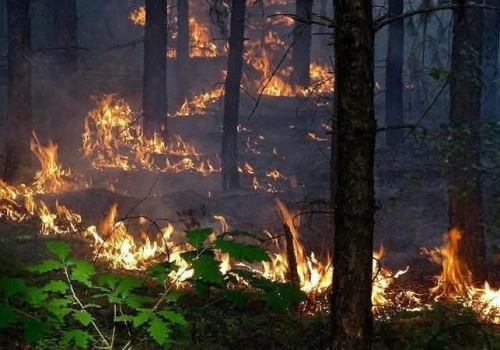Ogromny pożar lasu na Mazowszu. 