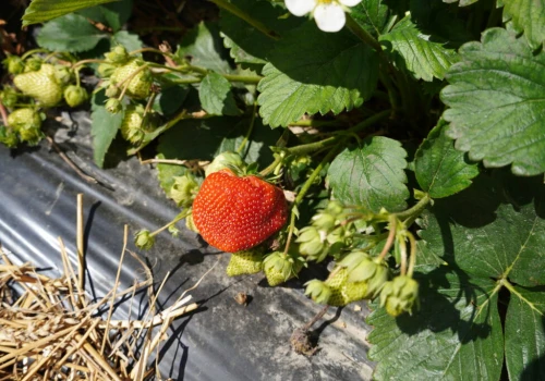 Jakie ceny za truskawki oferują grupy producentów? Plantatorzy już sprzedają owoce