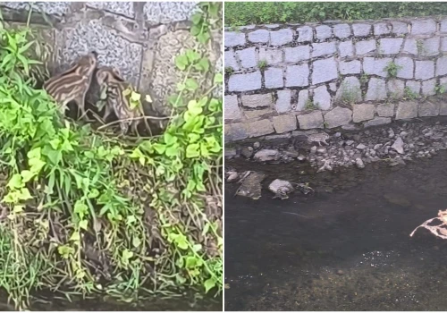 Młode dziki uwięzione w korycie rzeki. Z pomocą ruszyli strażacy