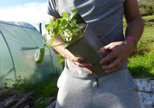 Najdroższa roślina świata kosztuje 1500 zł za kilogram. Można ją sadzić w Polsce