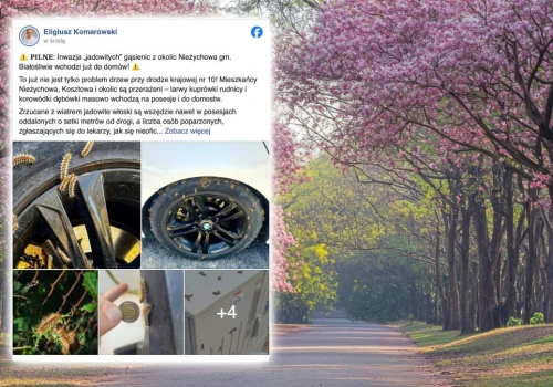 Nie parkuj auta pod tymi drzewami. Gmina wydała ostrzeżenie dla kierowców