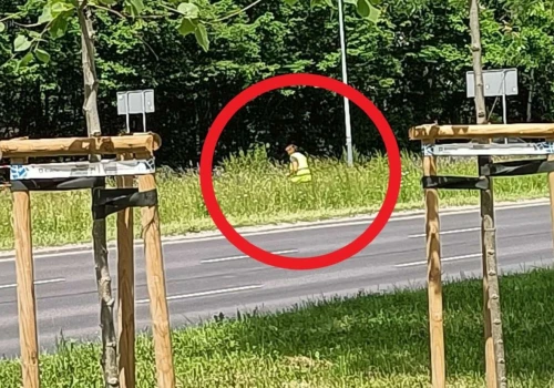 Miejska łąka ogołocona z kwiatów? ZZM opisał niecodzienną sytuację