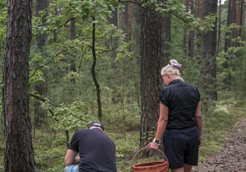 Polskie lasy są już pełne grzybów. Gdzie ich teraz szukać?