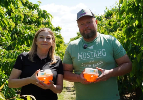 Decis Trap Cerasi – nowoczesna broń w walce z nasionnicą trześniówką