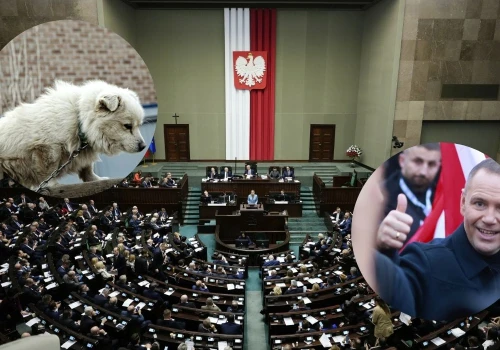 Trzymanie psów i kotów na uwięzi ma stać się zakazane, Sejm uchwalił ustawę antyłańcuchową